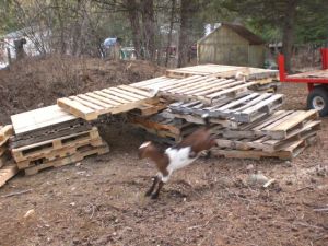 cheesecake, fence, Easter 019