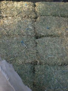 hay, stinker babies, bug 013