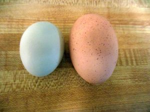 service berry, huckleberry 063