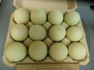 shriners, lady and kaboosh 027