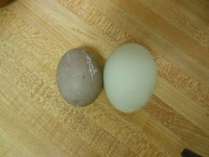 snow, eggs, maddy kids 008